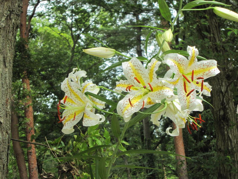 (�u�[���̂ނ�v�u�˂̃��}����)