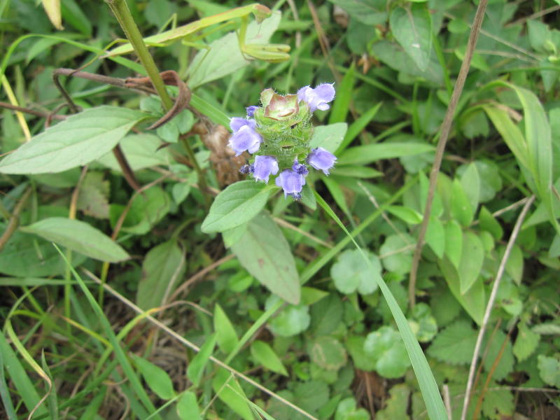 ���ڂ���